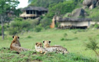 Lamai Serengeti [320x200]